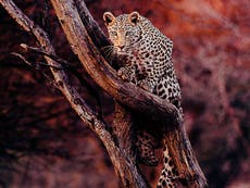 Renowned photographers unite to sell work in aid of Africa's wildlife