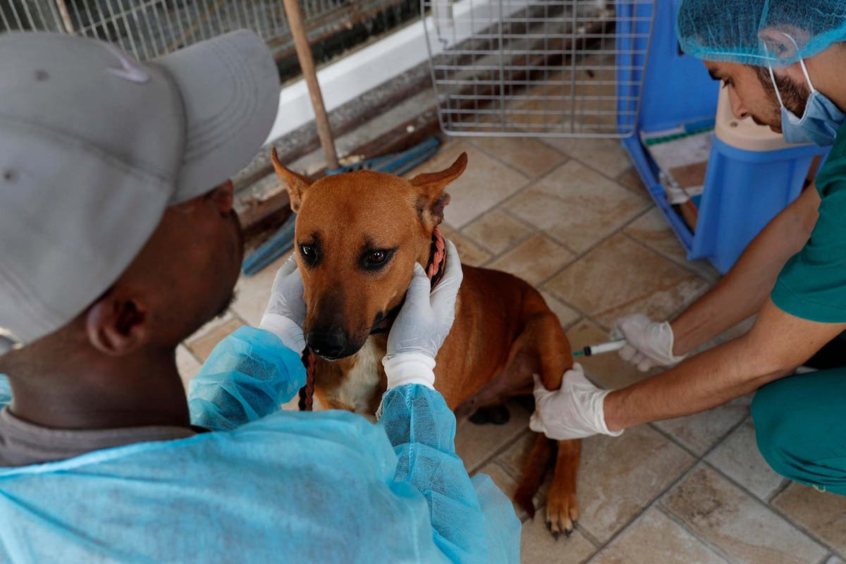 Animal rescue volunteers launch Gaza’s first spay-and-neuter scheme