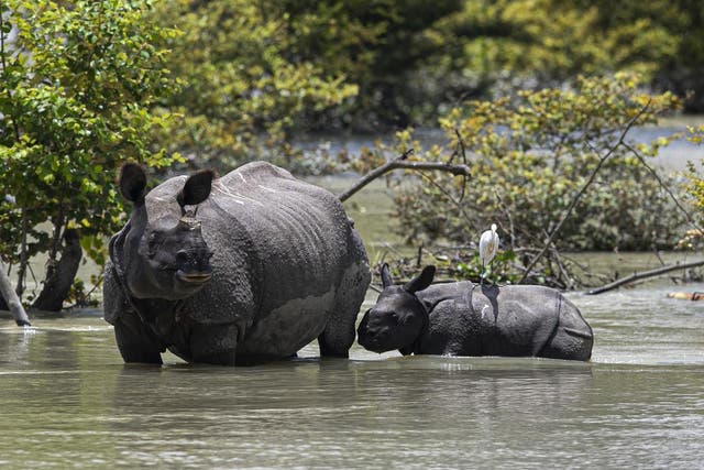 A one-horned rhin and calf wade through floodwater at a wildlife sanctuary in Assam