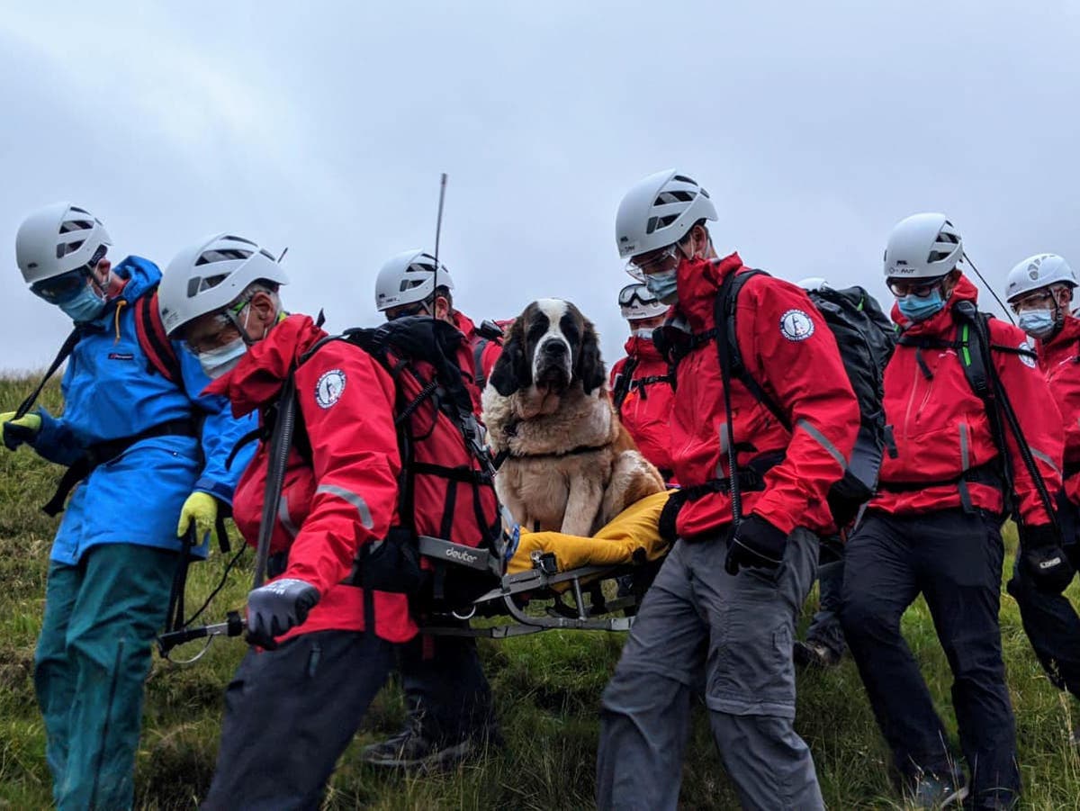 St Bernard mountain rescue dog rescued – from mountain