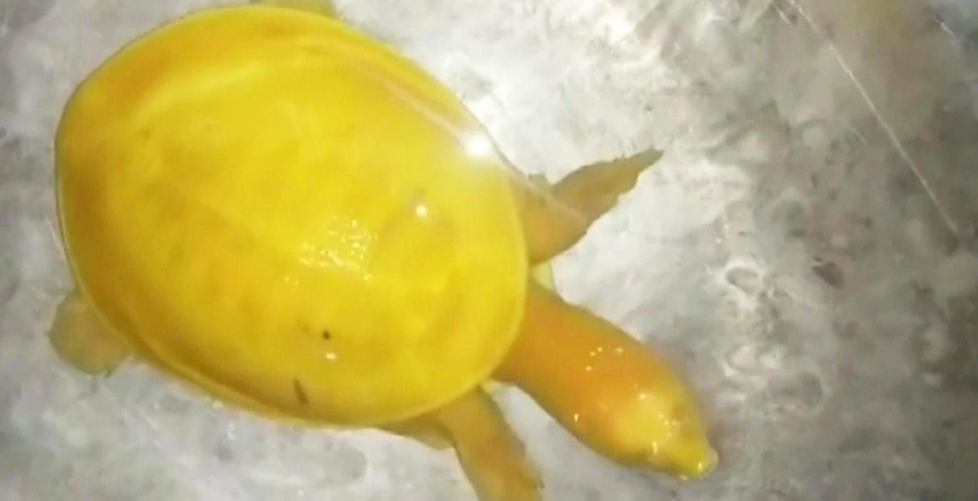 Rare yellow albino turtle discovered in India | indy100