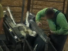 Goats punched, hit, kicked and ‘left lame’ at farm supplying milk to Tesco, Sainsbury, Waitrose and Ocado, video shows