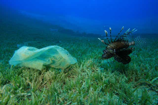 A lionfish looks at a plastic bag littering its reef