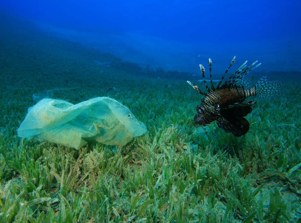 A lionfish looks at a plastic bag littering its reef