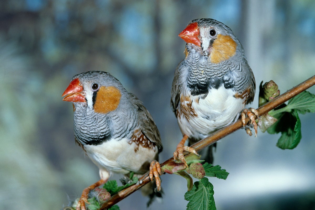 AI software identifies individual wild birds without need for ringing ...