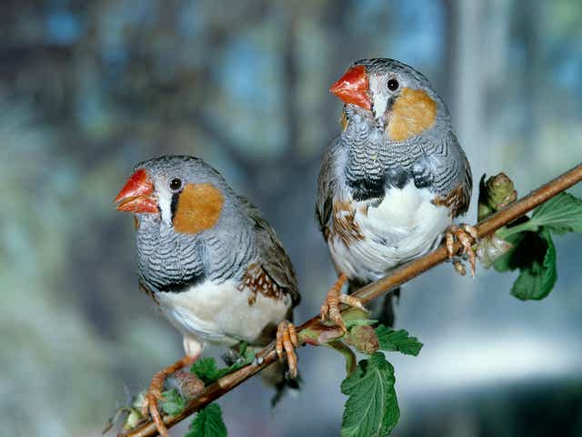 Spot the difference. The AI managed to correctly identify individual zebra finches