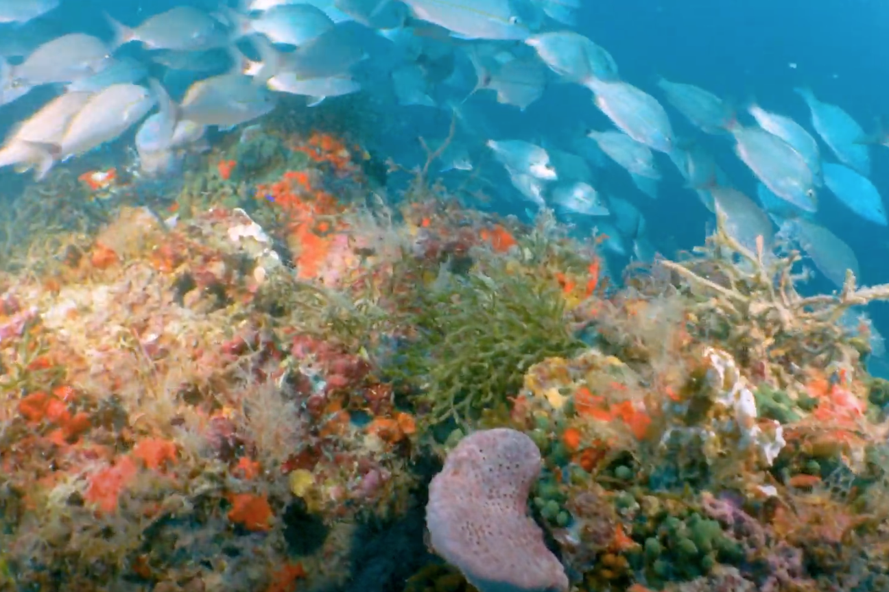 Pools of fish, oodles of sponges and an array of plants are common within the holes