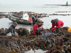 Kelp species found off UK coast ‘survived since last ice age’