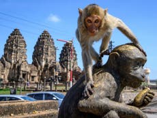 Police say fight to control monkeys in Thai city is ‘hopeless’