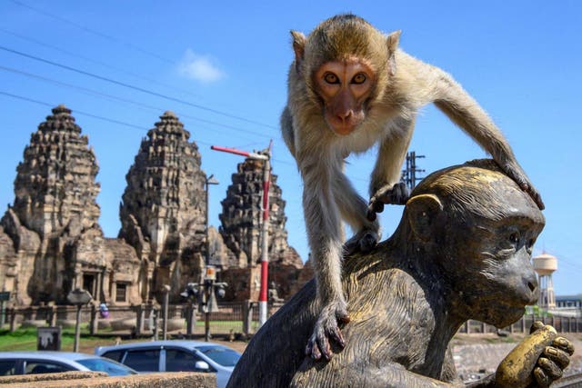 Once revered, the monkeys have now taken over the heart of the city