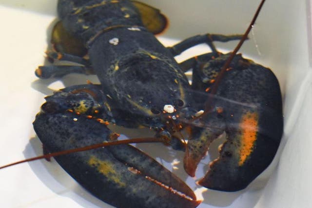 A rare blue lobster sent to Akron Zoo in Ohio, after being delivered to restaurant