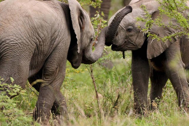 Mozambique lost 48 per cent of its elephants between 2011 and 2014, according to ANAC