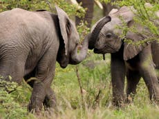 Conservation efforts threatened by Covid-19 and poachers in Mozambique