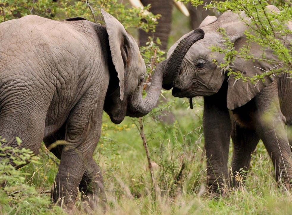 Mozambique lost 48 per cent of its elephants between 2011 and 2014, according to ANAC