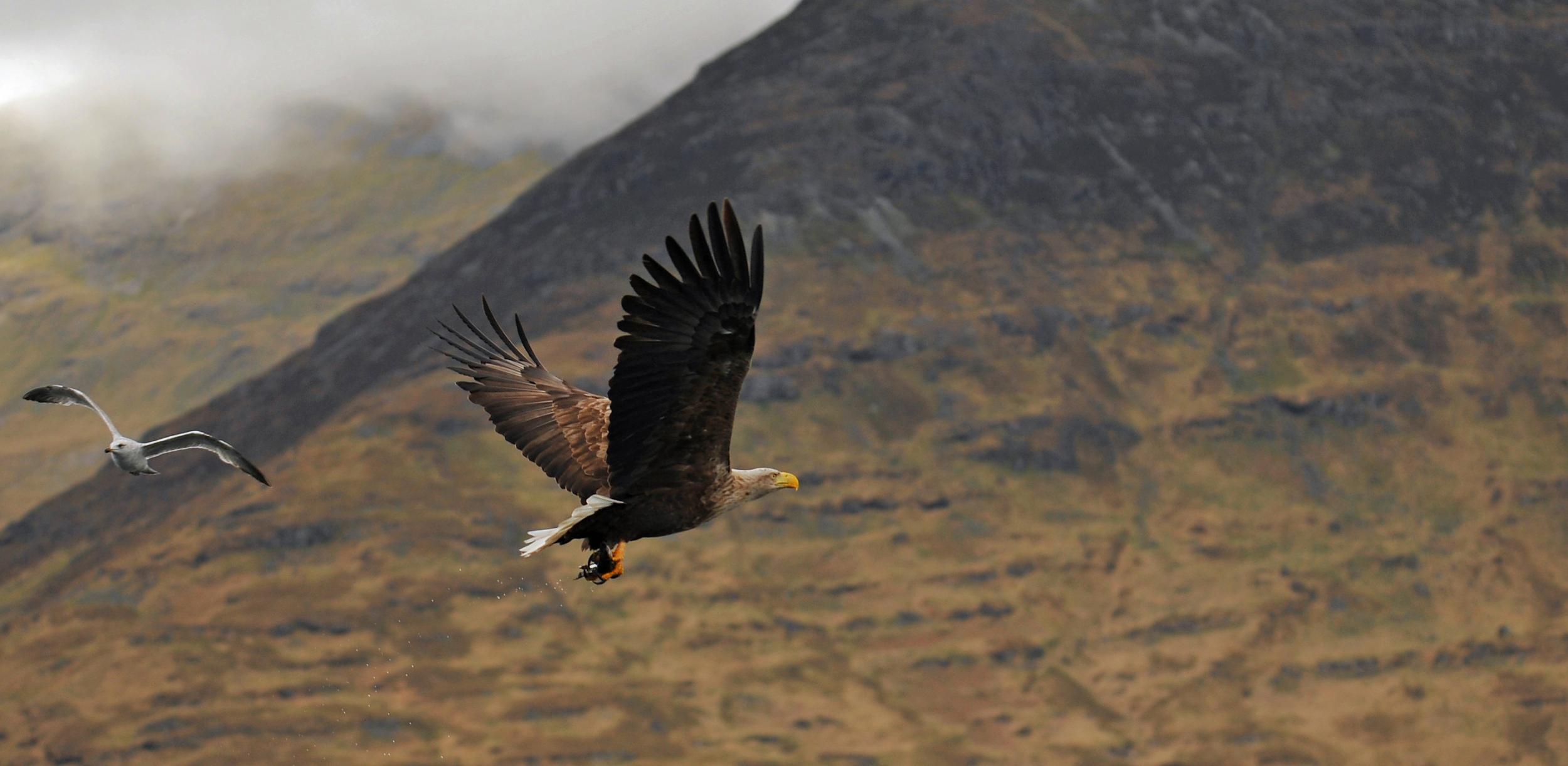 A white-tailed eagle clutches a fish in its talons in Scotland. Herring gull for scale (Getty )