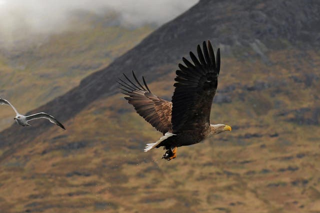 A white-tailed eagle clutches a fish in its talons in Scotland. Herring gull for scale