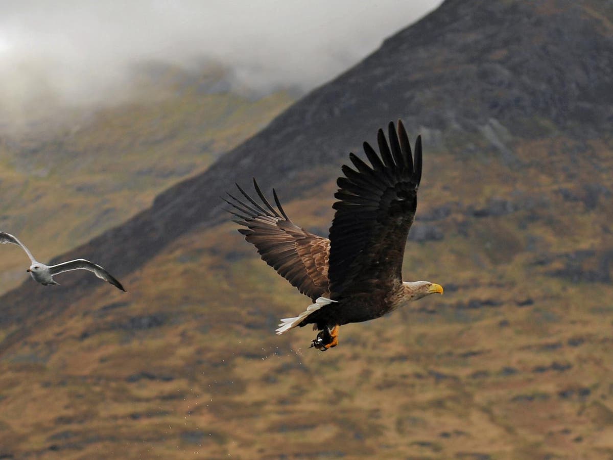 ‘The killing has been relentless’: RSPB calls for urgent change after poisoning of rare white-tailed eagle on Scottish grouse moor