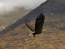 RSPB demands urgent action after illegal killing of white-tailed eagle