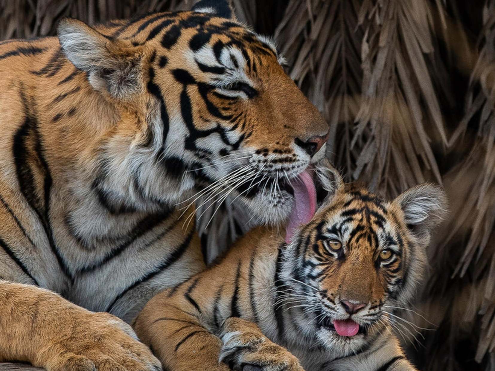 A female Bengal tiger grooms her cub in Ranthambore National Park, India.