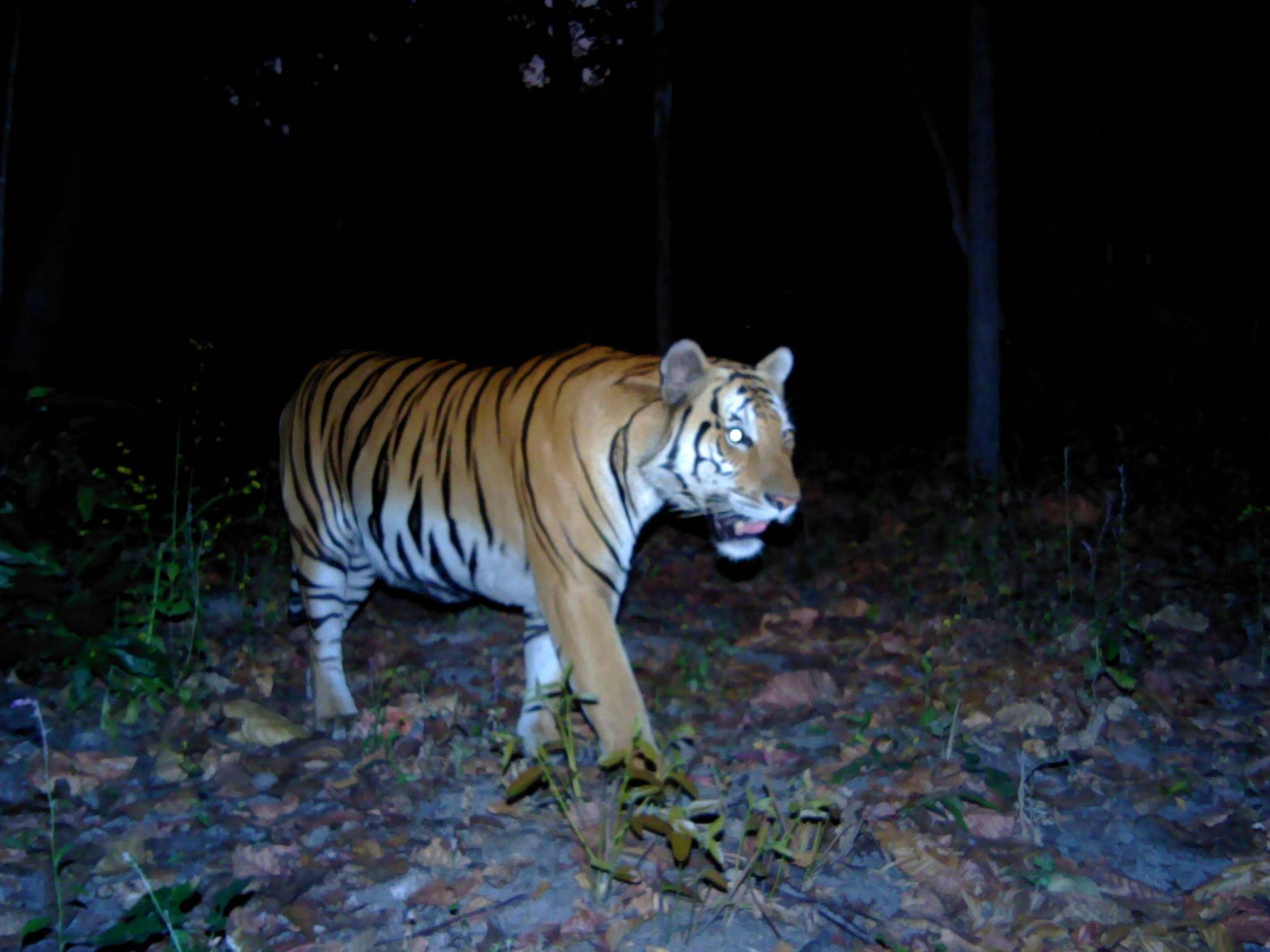 Photo issued by Zoological Society of London of a tiger seen in a region of western Thailand for the first time in four years.