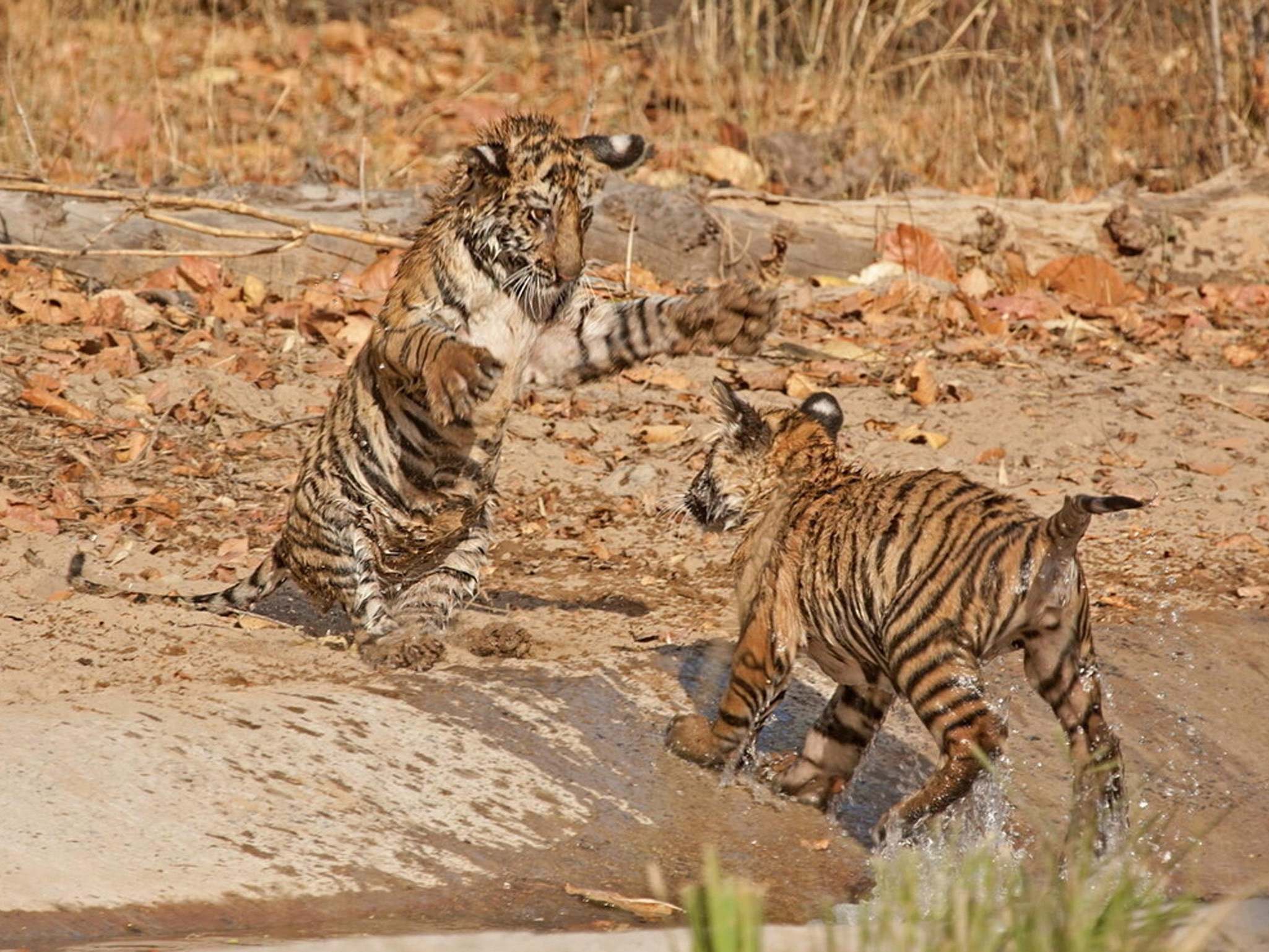 Two tiger cubs playing in the Bandhavgarh Tiger Reserve within Bandhavgarh National Park in India in March 2017.