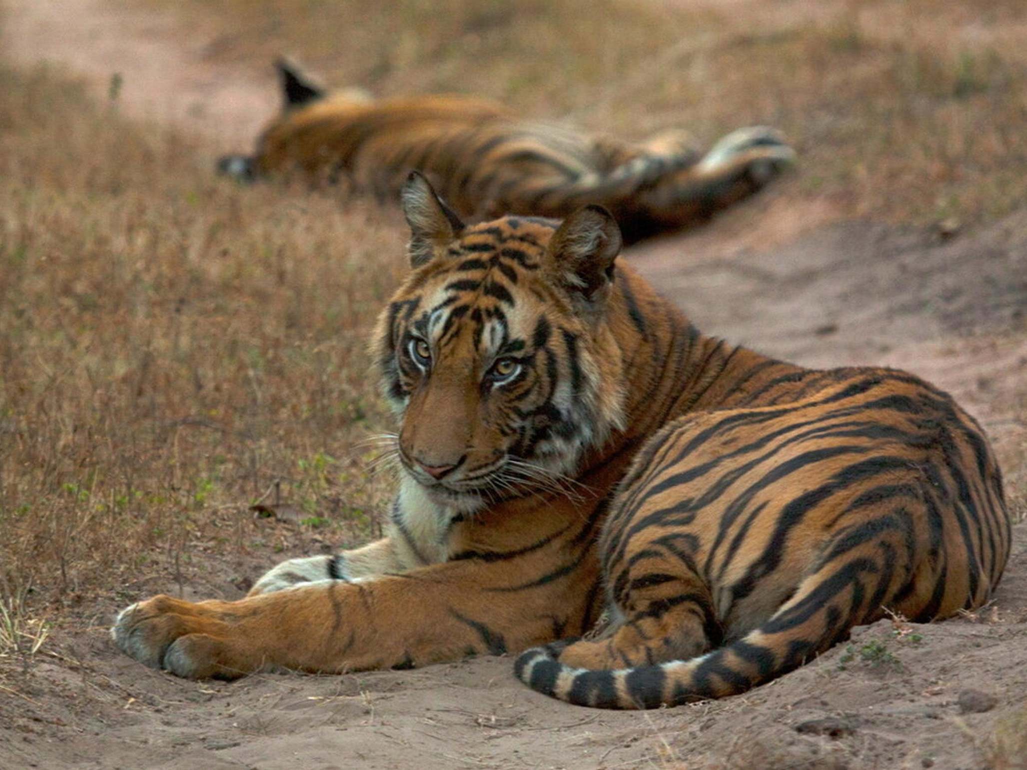 Two tigers resting in the Bandhavgarh Tiger Reserve within Bandhavgarh National Park in India in December 2016.