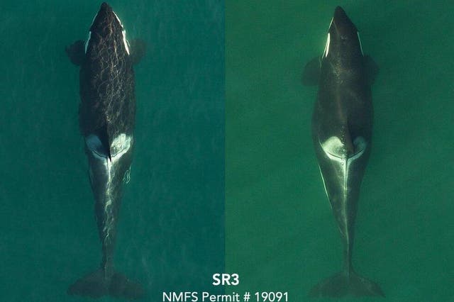 Drone photos showing images of another Killer Whale under study by SR3 researchers