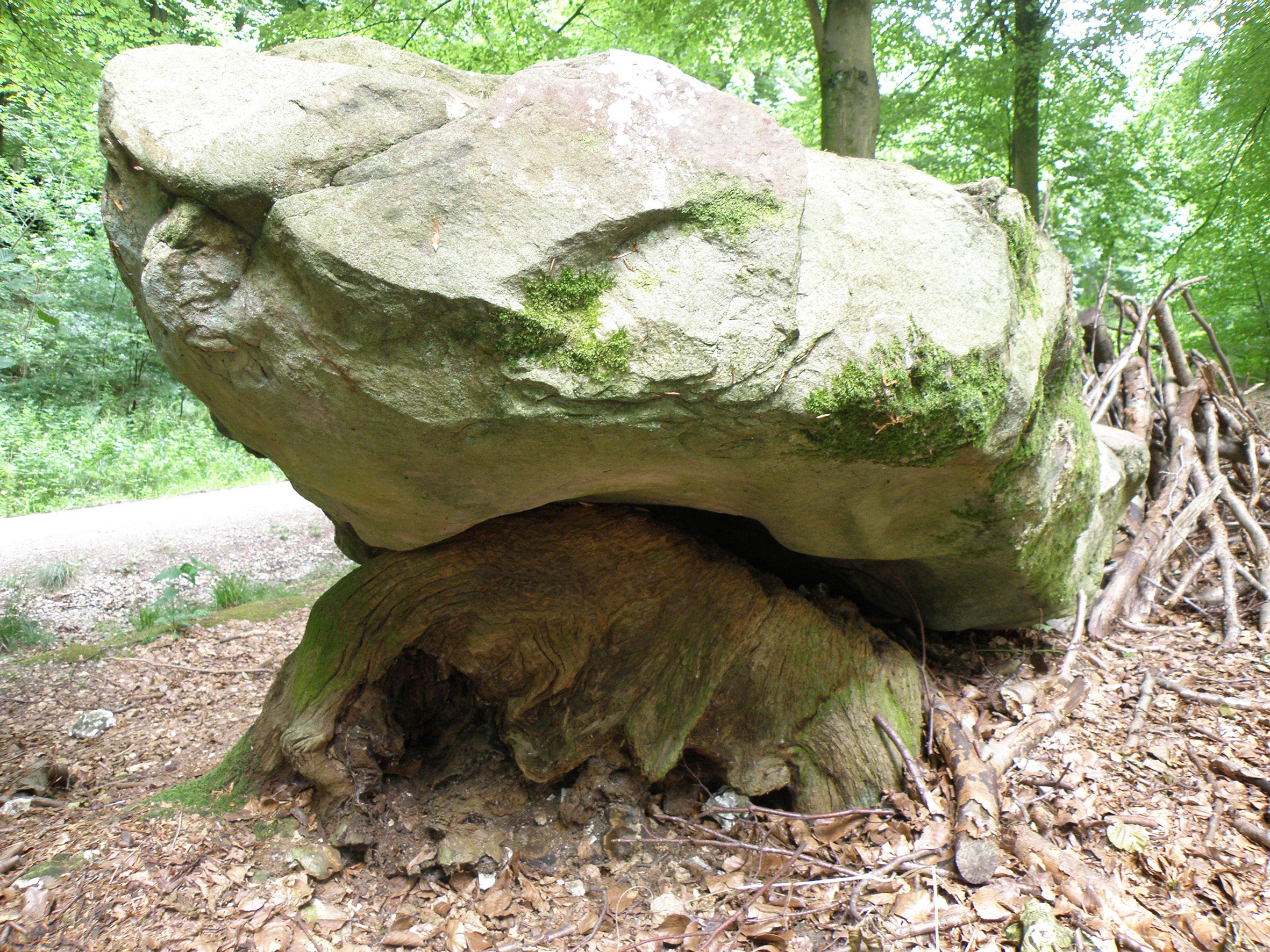 A large sarsen stone at West Woods, the probable source of Stonehenge’s rocks (Historic England/University of Reading)