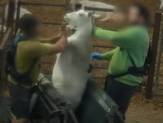 Activists work to save goats at farm where workers attacked animals