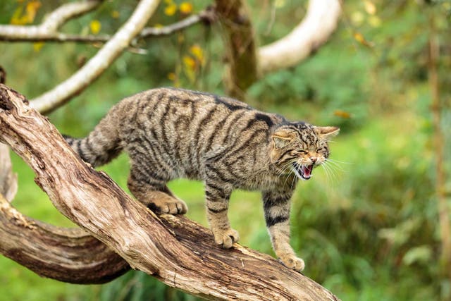A wildcat in Scotland. The species is critically endangered