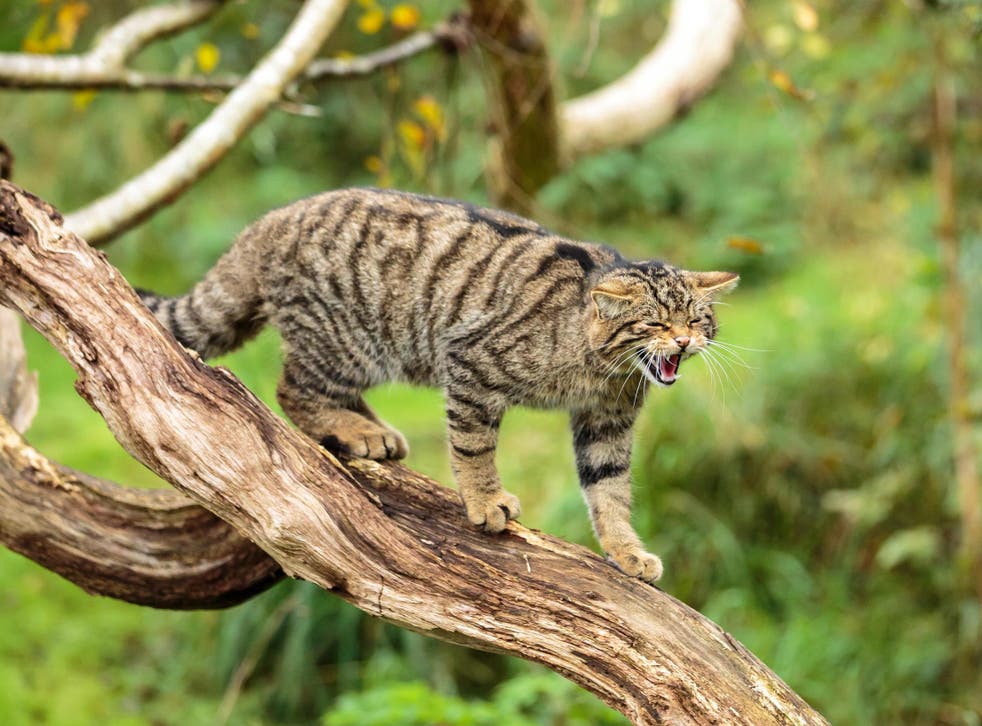A wildcat in Scotland. The species is critically endangered