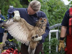Owl’s well that ends well for huge eagle owl rescued from deep well
