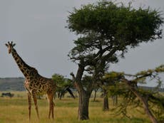 Why aren't threatened giraffes on US Endangered Species Act?