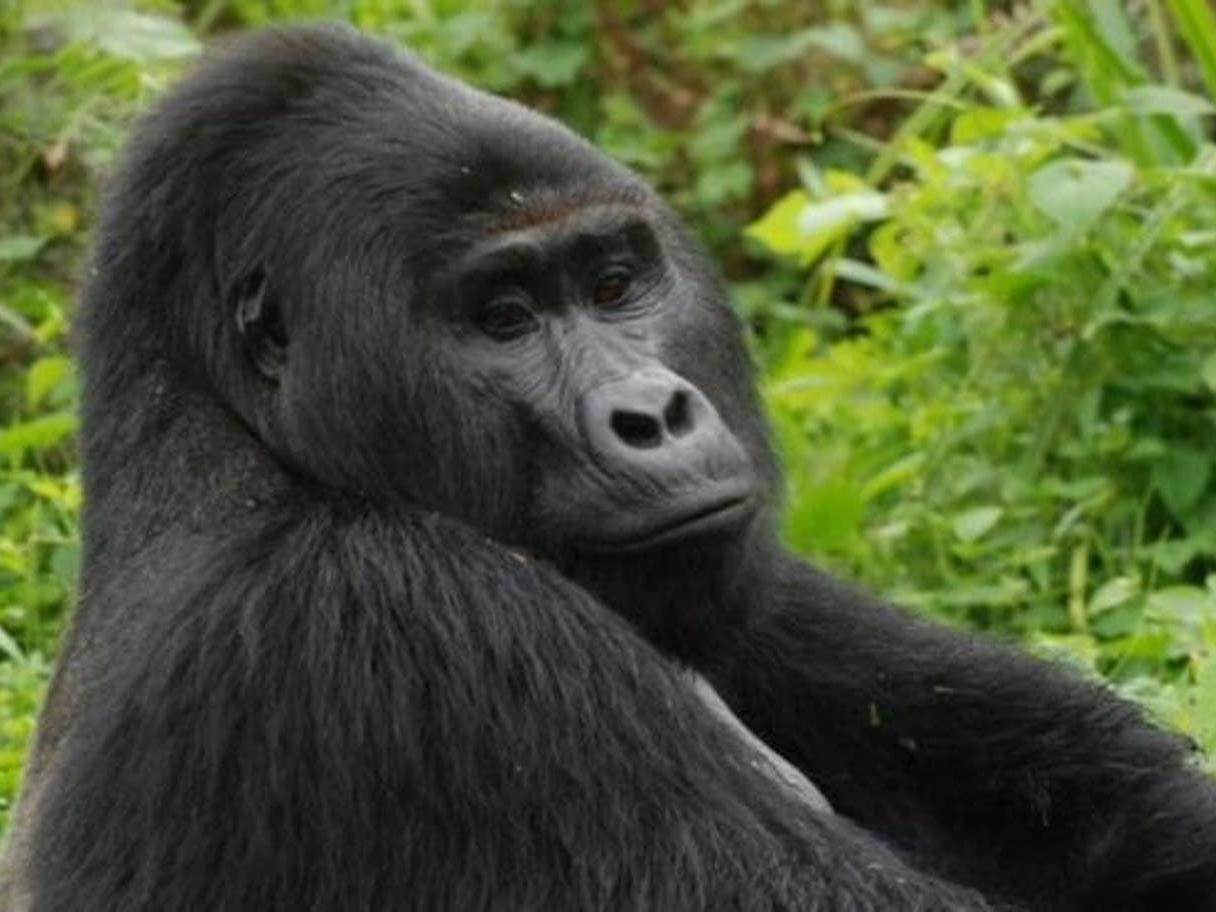 Rafiki was one of around 1,000 mountain gorillas left in existence