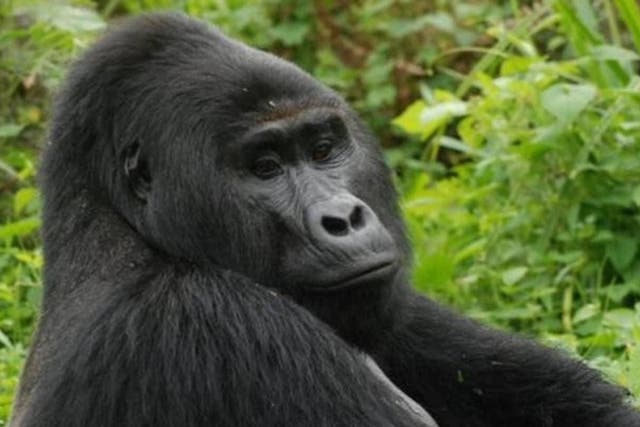 Rafiki was one of around 1,000 mountain gorillas left in existence