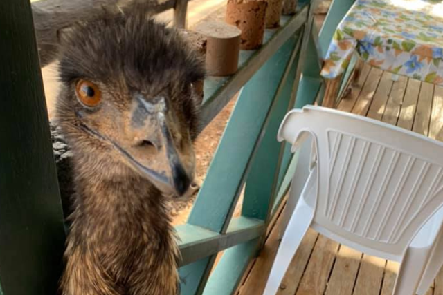 Emus have become a problem at the Yaraka Hotel