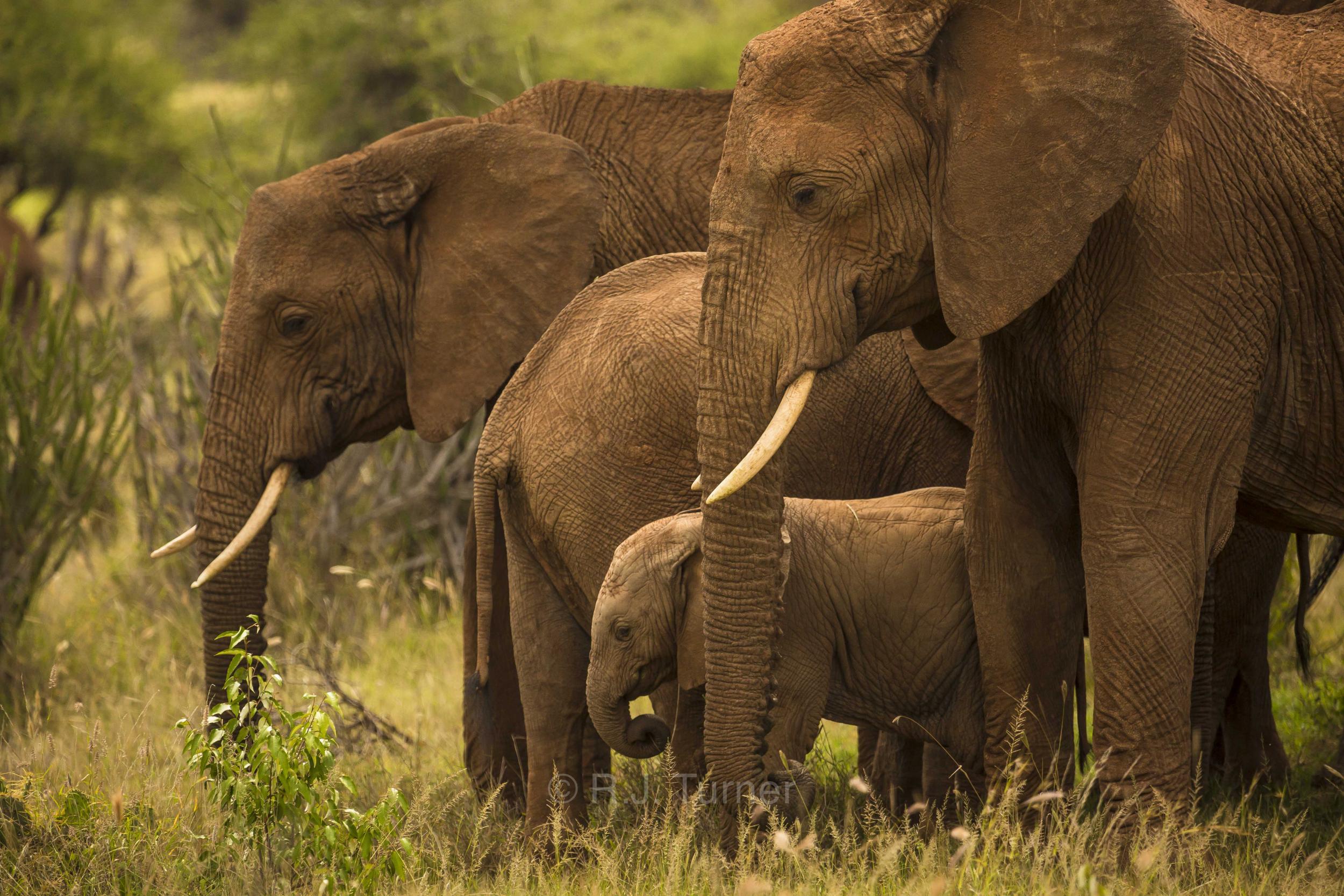 An estimated 415,000 elephants are left in Africa with the species regarded as vulnerable due to poaching ( R.J. Turner/Space for Giants)