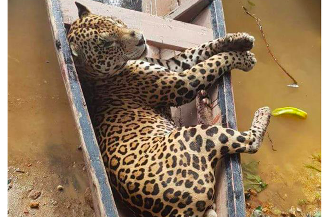 A jaguar carcass being transported from the forest in Suriname using a canoe