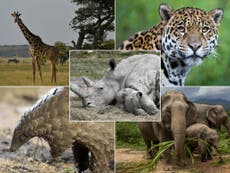 A silent extinction: Elephants, rhinos and giraffes among endangered species facing fresh threat during global pandemic