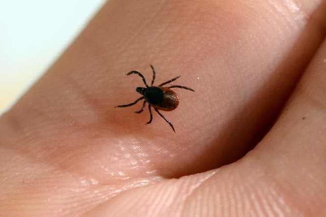 A rare tick-borne illness has been found in the UK for the first time