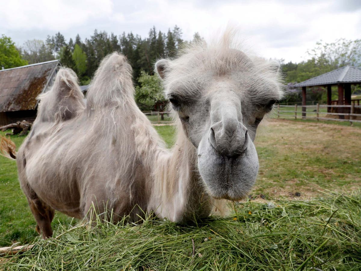 Herd of 80 camels rampages through Russian villages