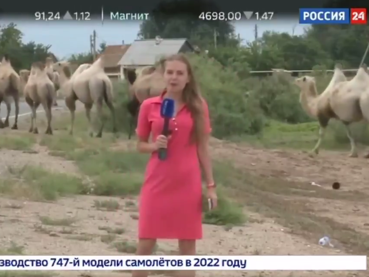 The camel invasion featured on the national news bulletin of state-owned TV.