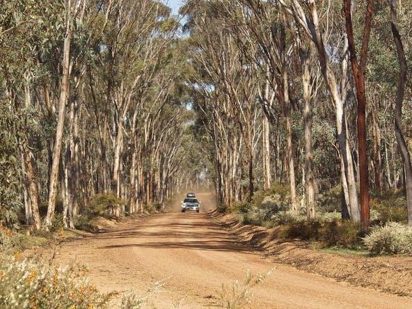 Dryandra Woodlands in Western Australia.