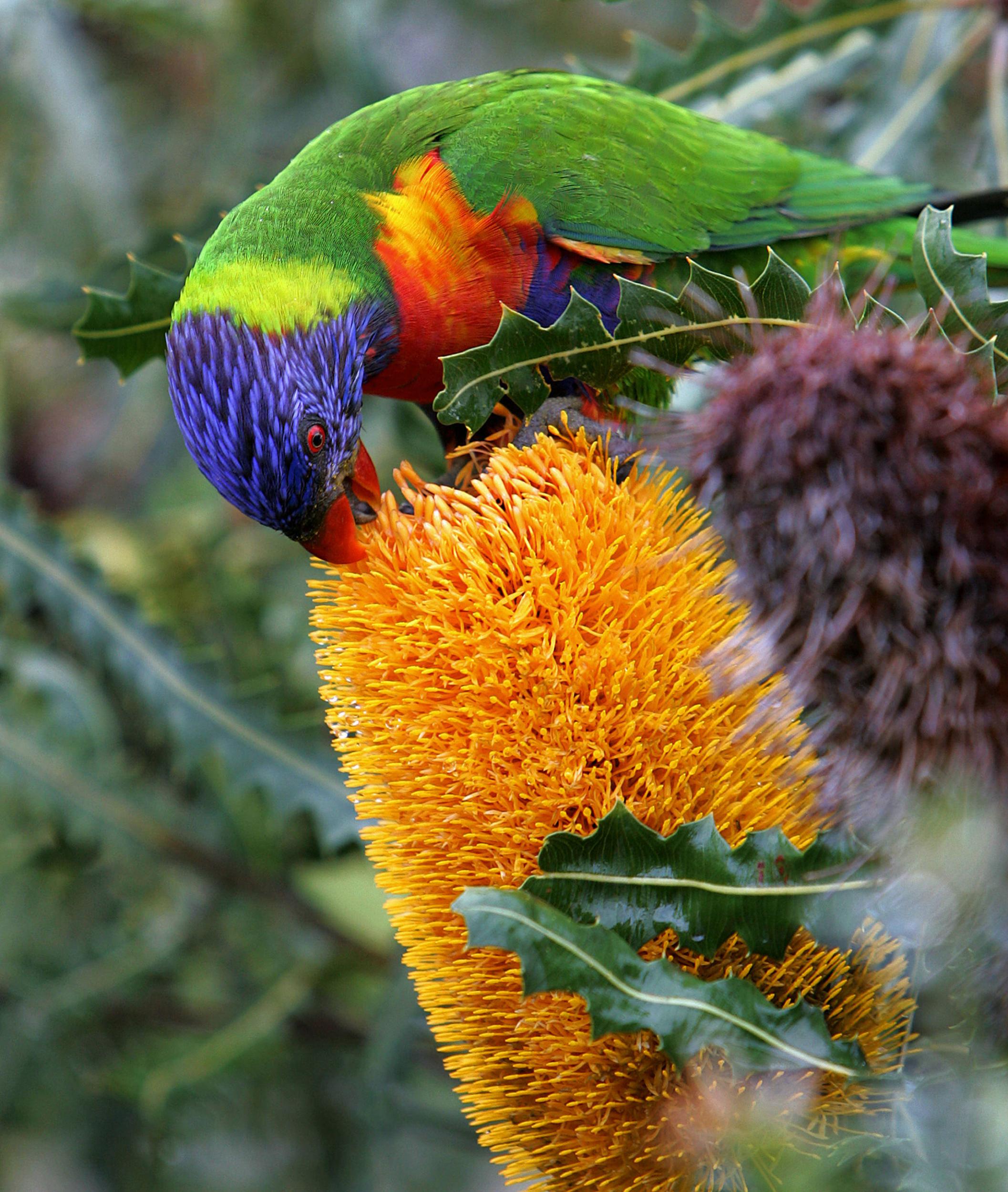 A Rainbow Lorikeet drinks nectar from the flower of a Banksia Ashbyi shrub in Perth (AFP/Getty)