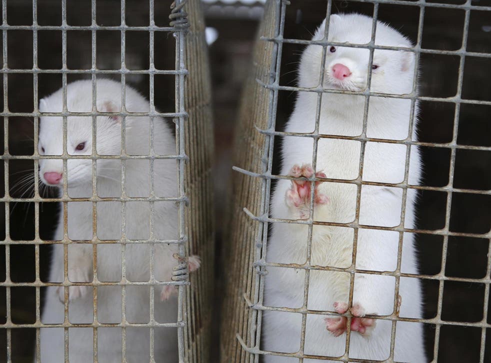 Minks look out of a cage at a fur farm in the village of Litusovo, northeast of Minsk, Belarus