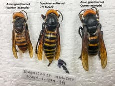 ‘Murder hornets’ trapped for first time in US, officials say