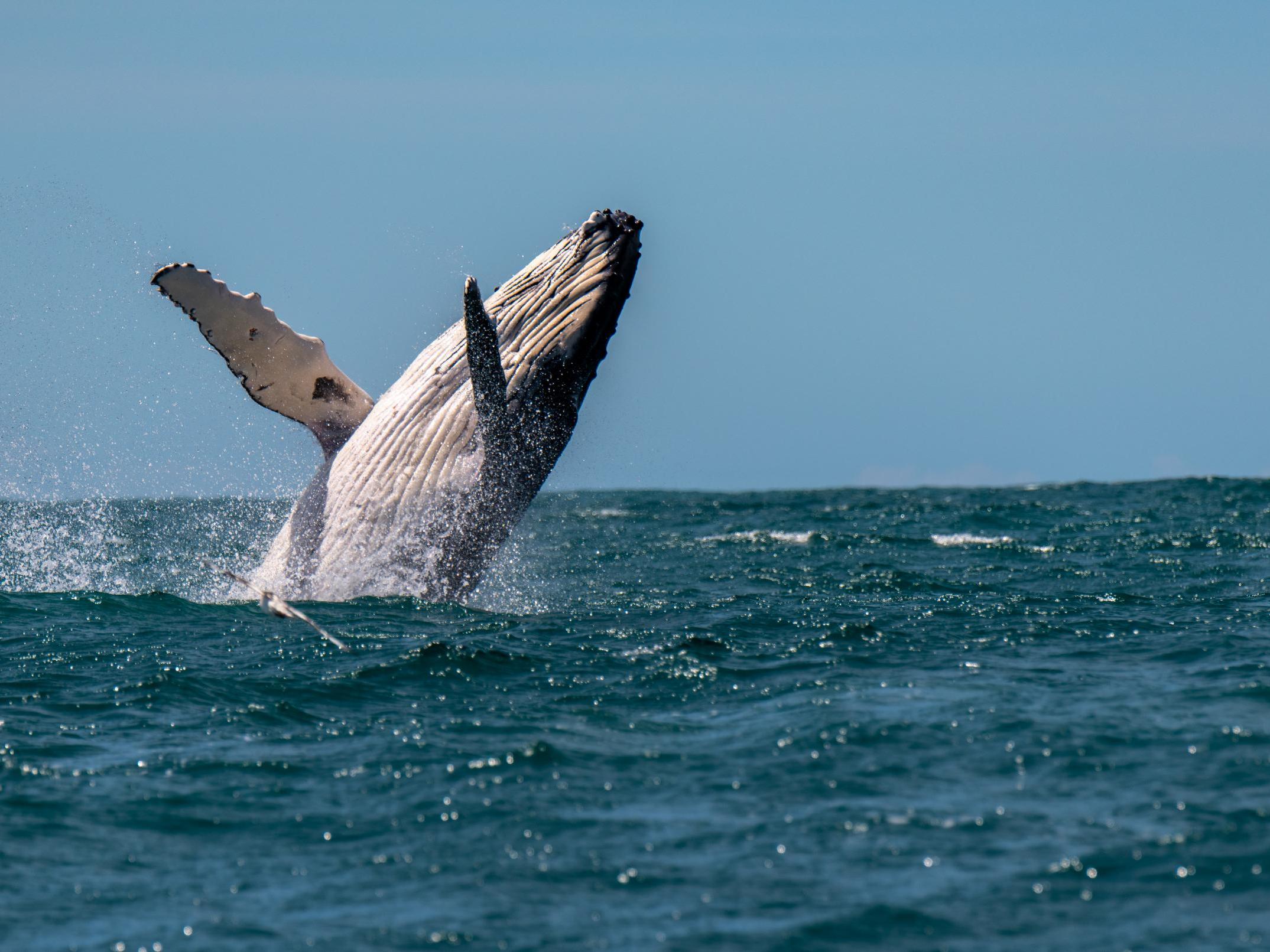 A woman has been injured after being hit by a humpback whale off the coast of Australia