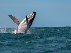 Woman seriously injured by whale while swimming in Australia