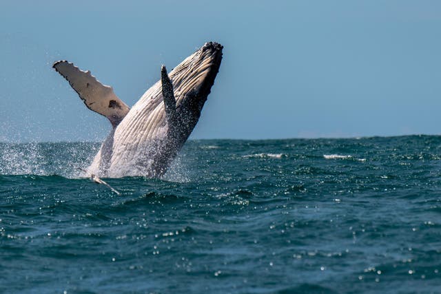 A woman has been injured after being hit by a humpback whale off the coast of Australia