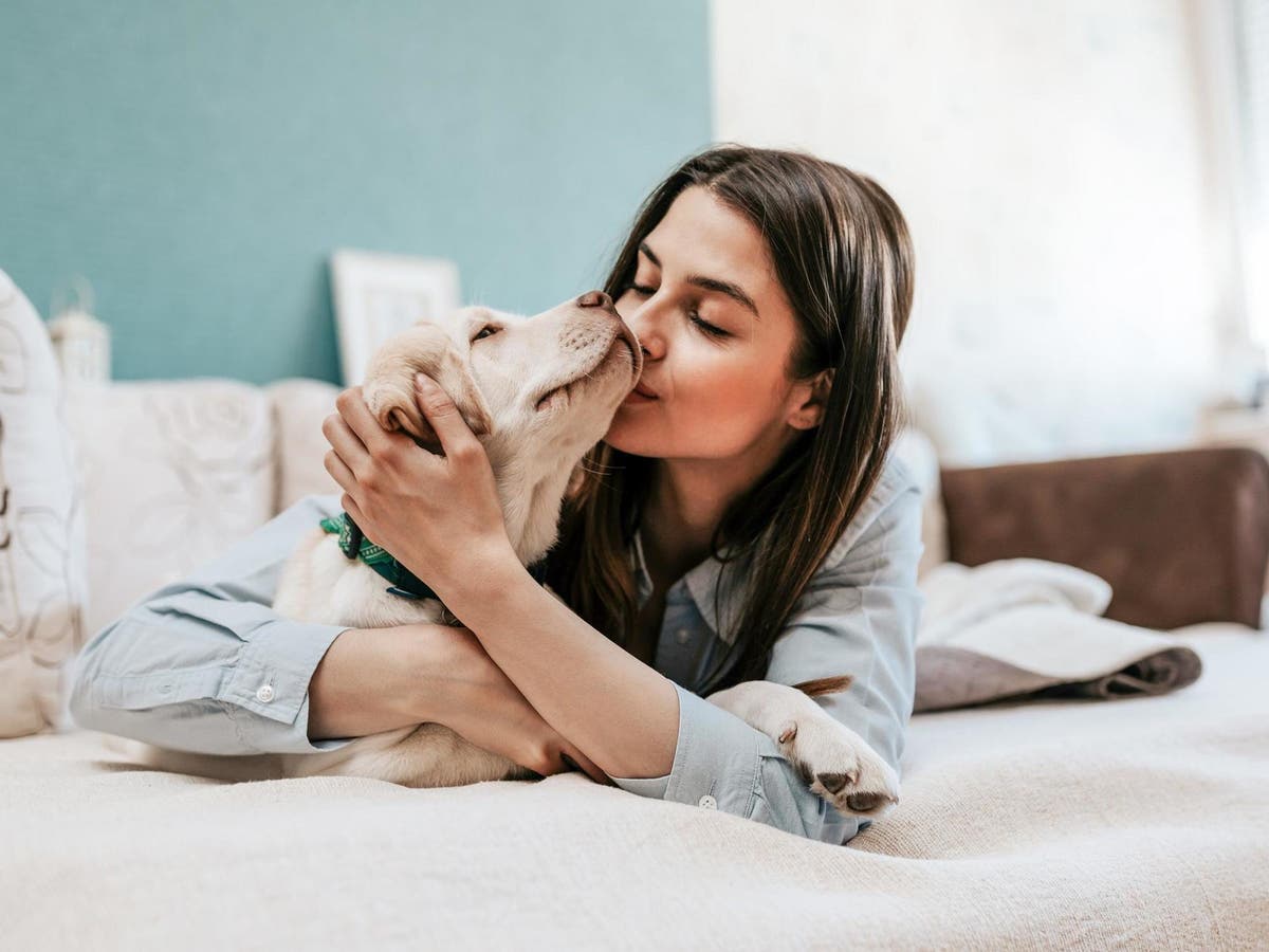 Half of Brits worried about leaving pets at home as people return to ...